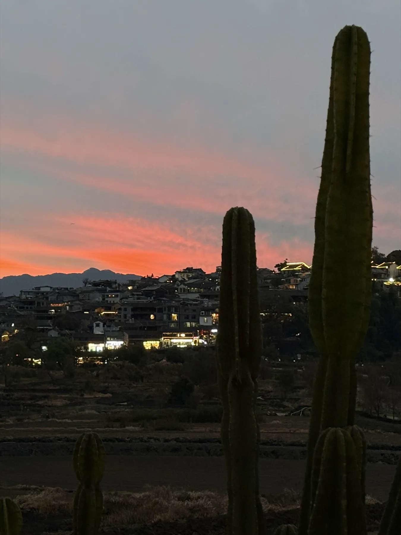 Original photograph of cacti overlooking a town at dusk
