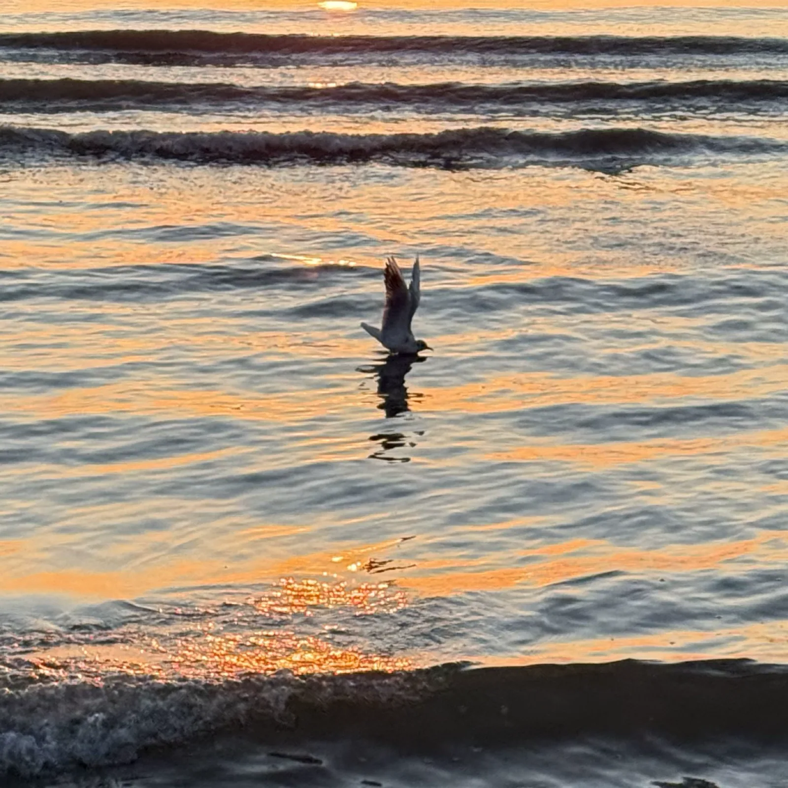 Original photograph of a seabird touching sunset water